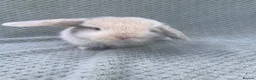 Mini Lop rabbits for sale: Wonderful mini lop kits  - Advert 17