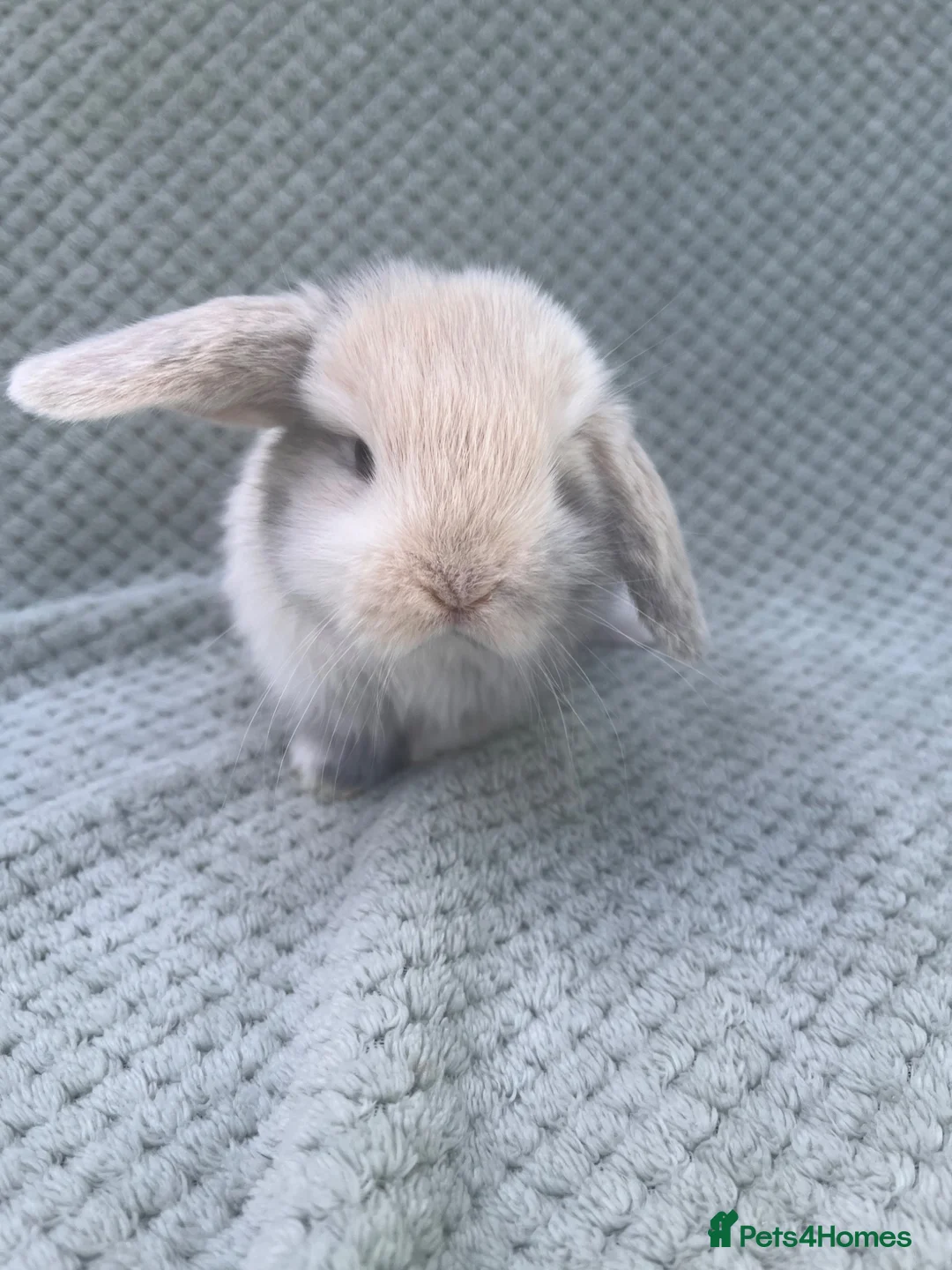 Mini Lop rabbits for sale: Wonderful mini lop kits  - Advert 17