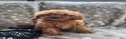 Cavapoo dogs for sale: Cavapoo - Advert 5