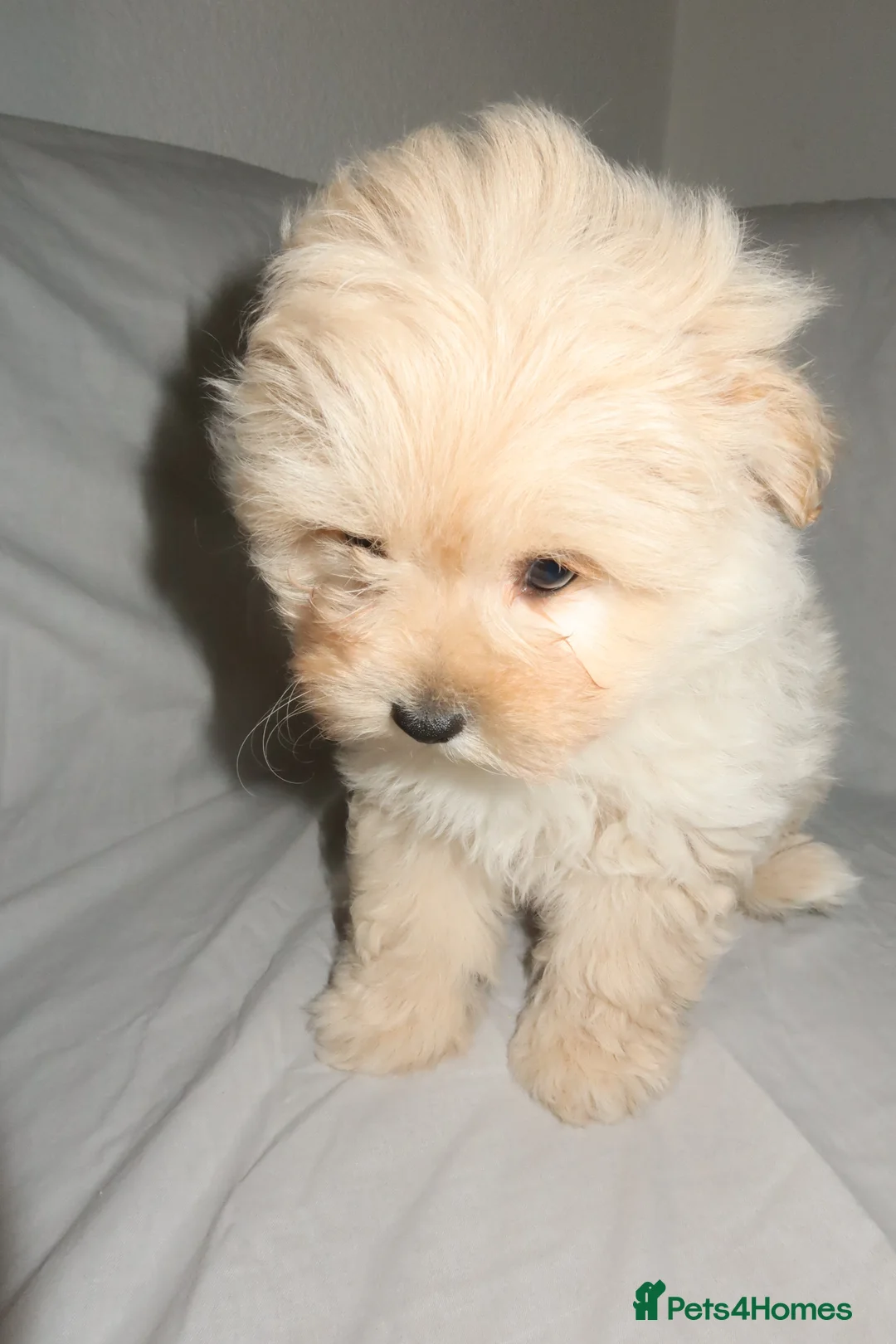 Pomapoo dogs for sale: Pomapoo puppy  - Advert 6