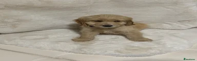 Cockapoo 2