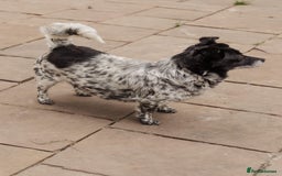 Mixed Breed dogs for adoption: 💖🐶 LYRA 🐶💖 - Image 10