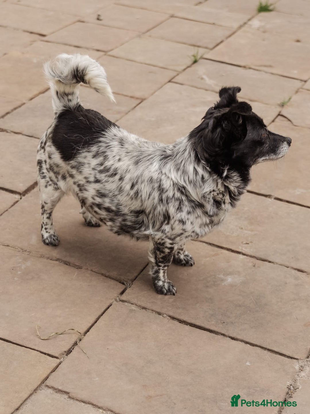 Mixed Breed dogs for adoption: 💖🐶 LYRA 🐶💖 - Image 10
