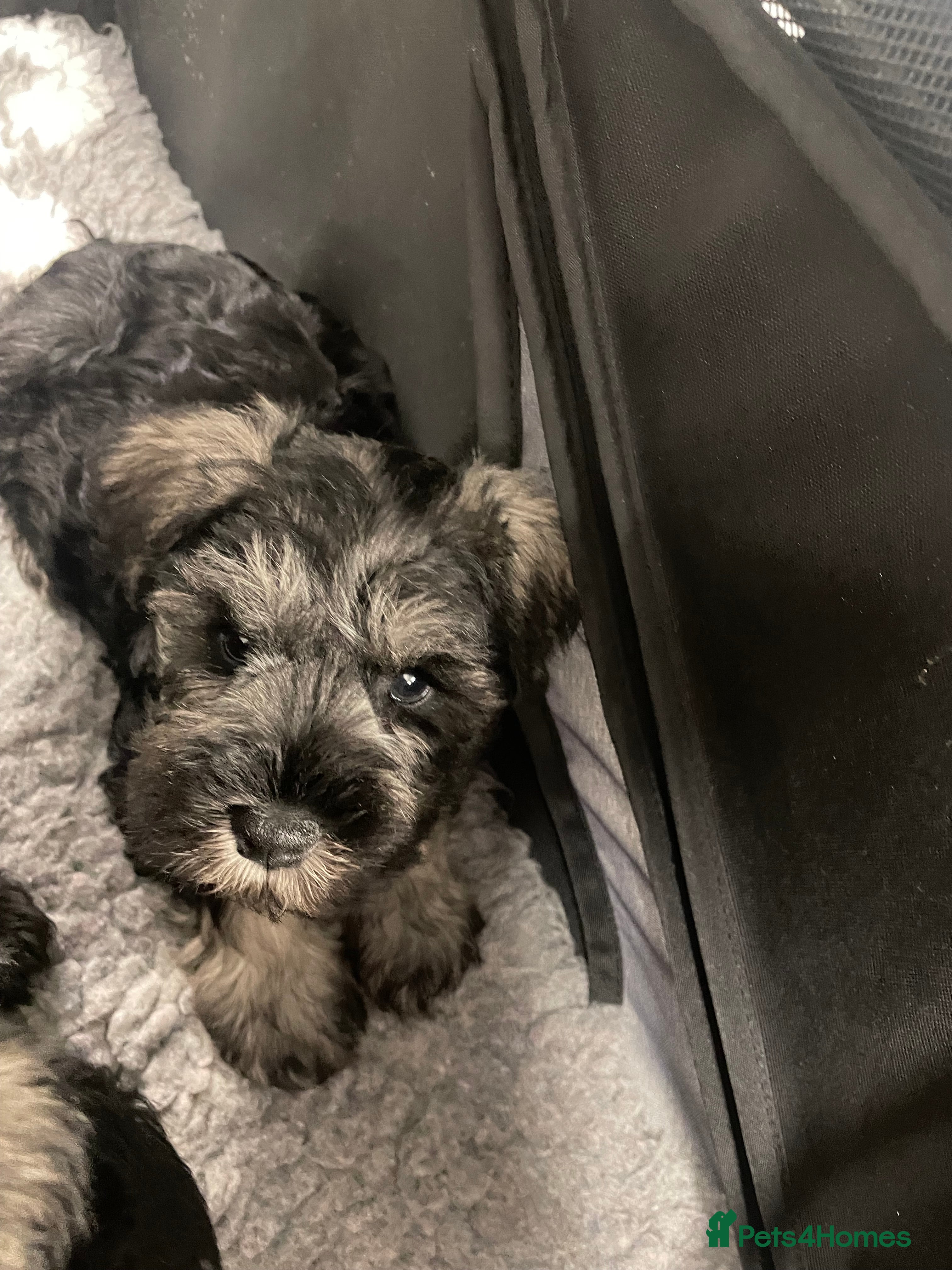 Miniature Schnauzer dogs Health tested puppies for sale - Advert 1