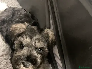 Miniature Schnauzer dogs Health tested puppies for sale - Advert 1