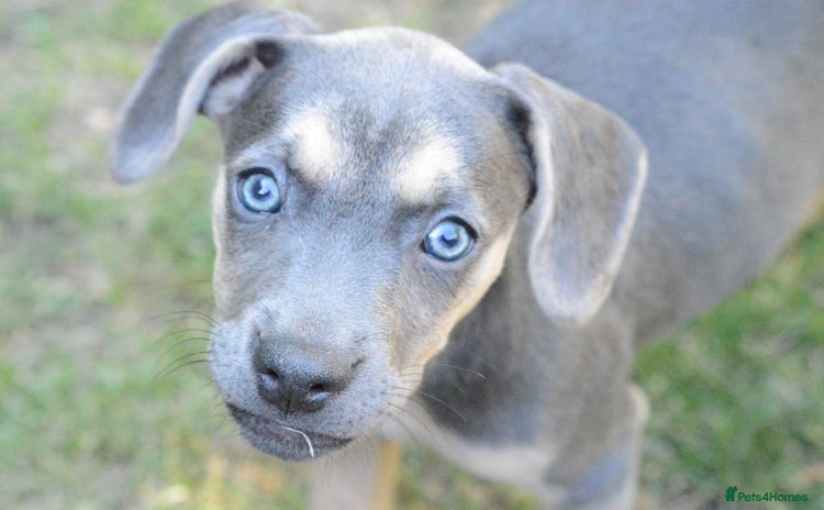 Mixed Breed dogs - Advert 7