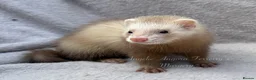 Ferret rodents for sale: ANGELICFERRETS. ONLY 4 JILLS LEFT. READY NOW - Advert 6