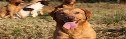 Labrador Retriever dogs for sale: KC Reg Labrador Retriever Puppies  - Advert 15