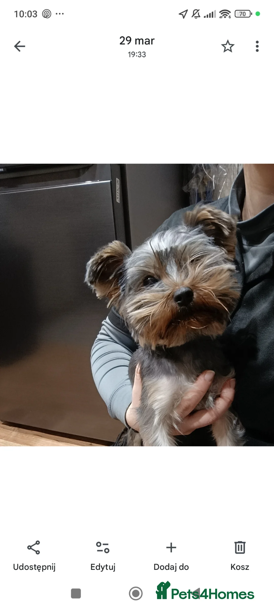 Yorkshire Terrier dogs for sale: Yorkshire terrier miniature girl in Pontefract - Advert 2