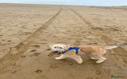 Soft Coated Wheaten Terrier dogs for sale: Murphy - Image 4