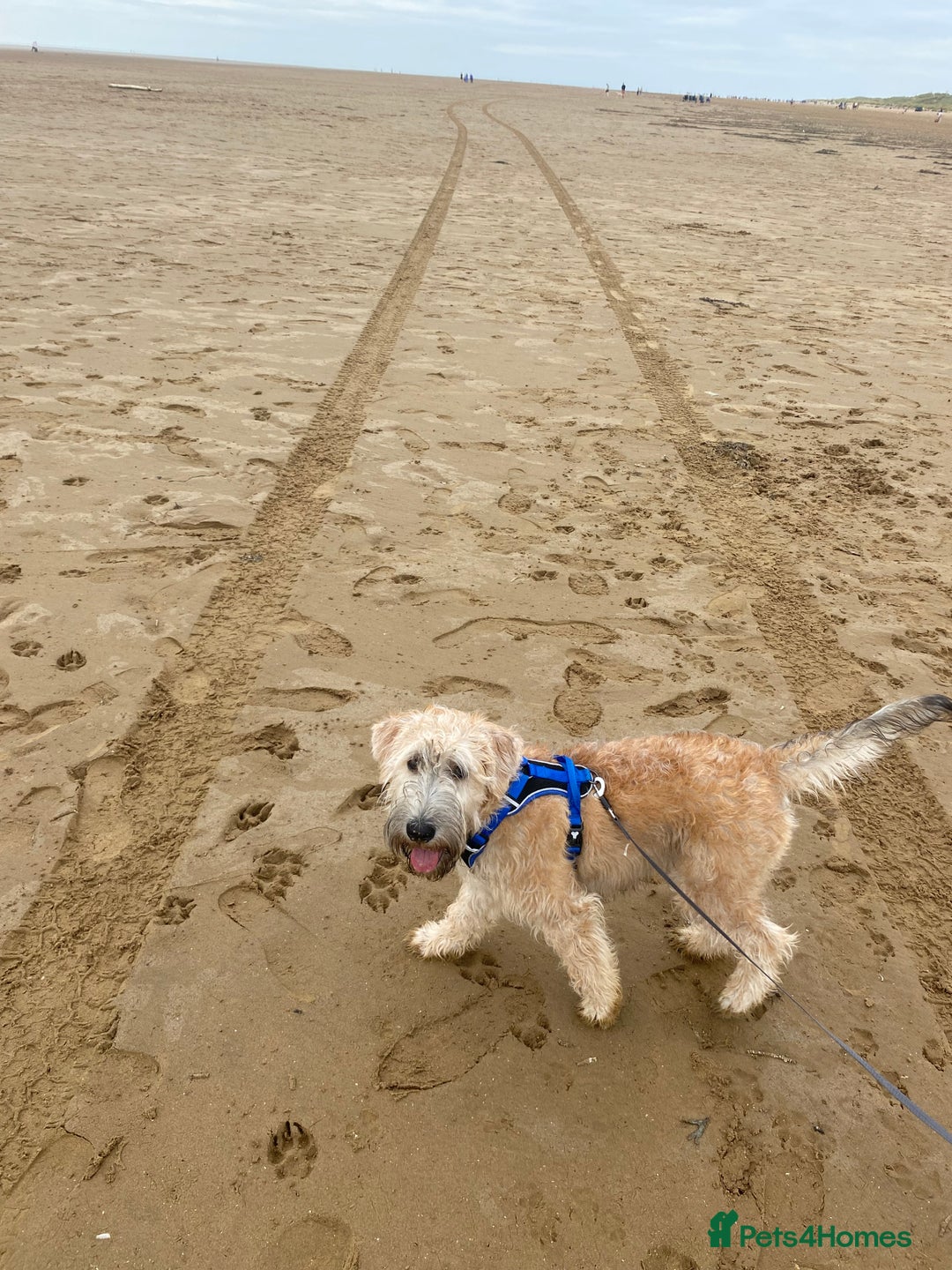 Soft Coated Wheaten Terrier dogs for sale: Murphy - Image 4