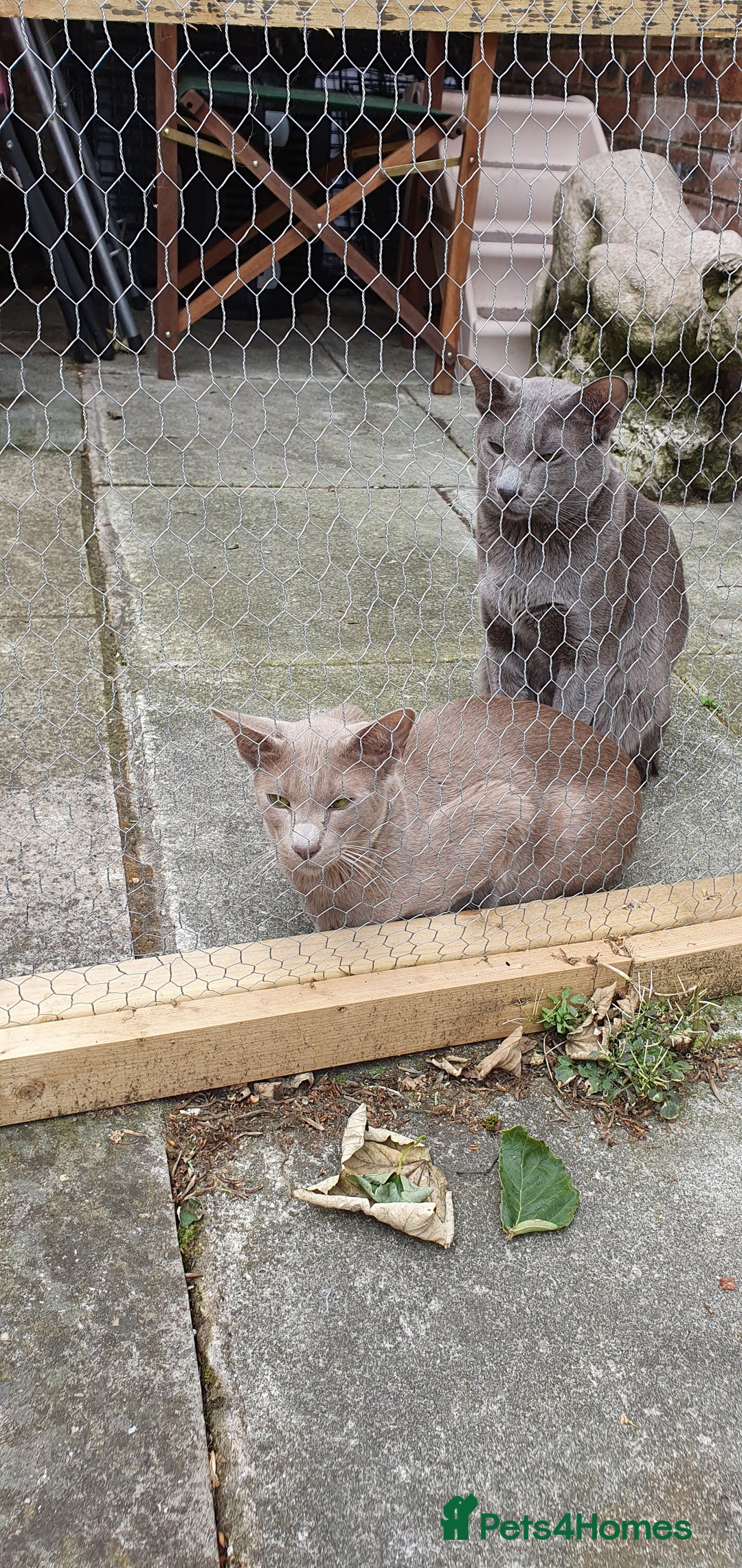 Oriental cats for stud: Oriental blue and caramel studs  - Image 3