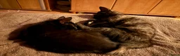 Maine Coon cats for sale: Wednesday is still looking for her forever home  - Advert 7