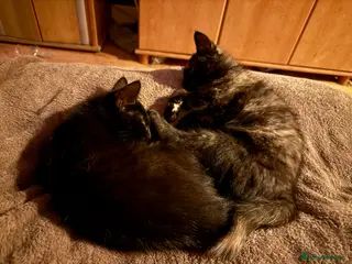 Maine Coon cats Two beautiful Maine Coon girls available - Advert 1