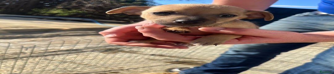 Jack Russell Puppy 2