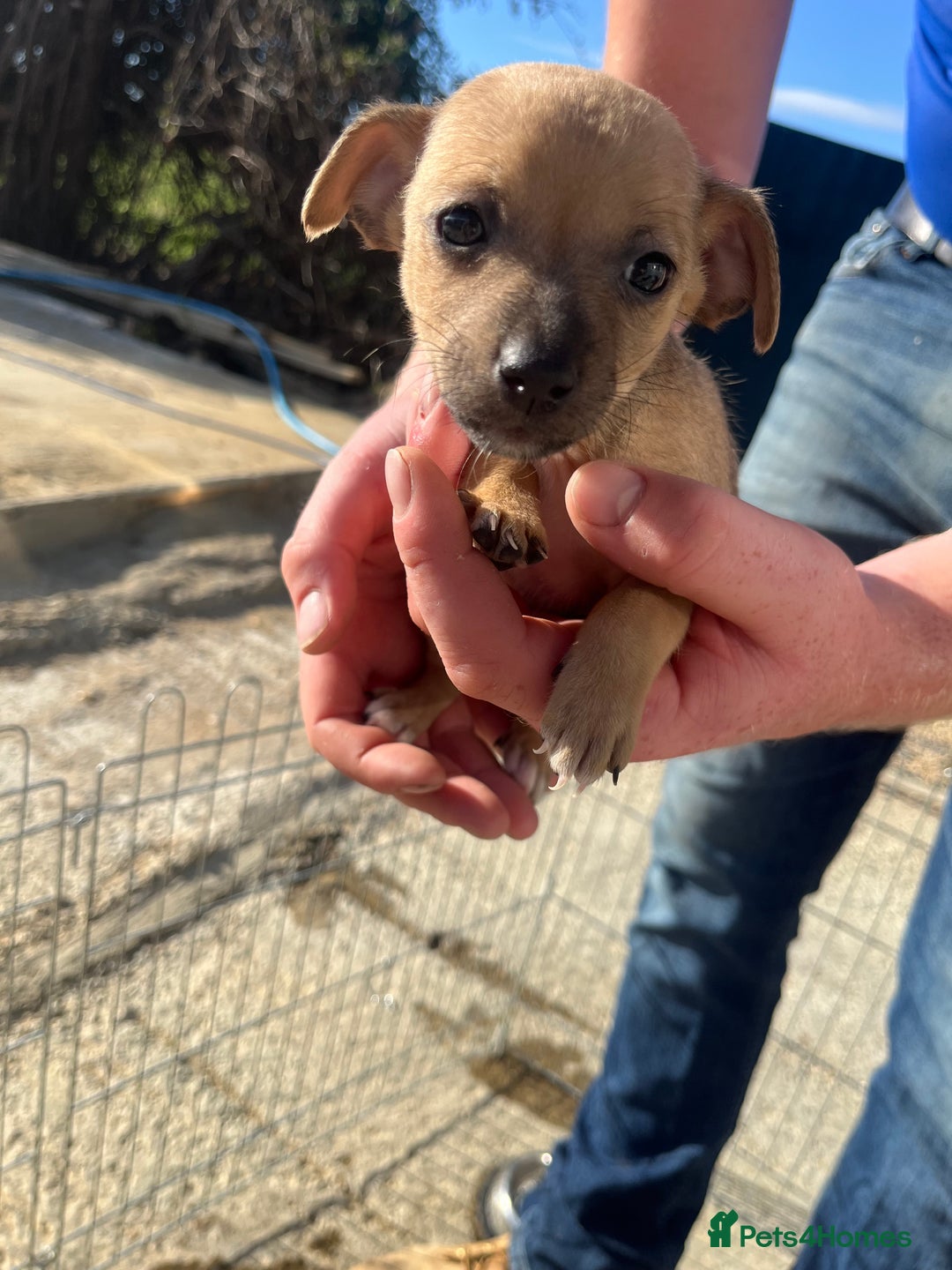 Jack Russell dogs for sale: Jack russle puppies  - Image 9