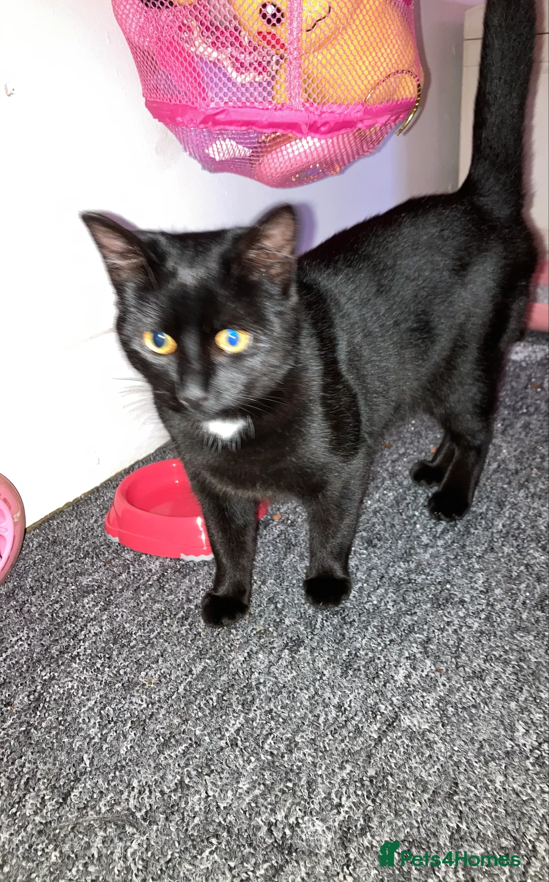 Mixed Breed cats for sale: 1 Female Kitten 6 months in Littlehampton - Advert 2