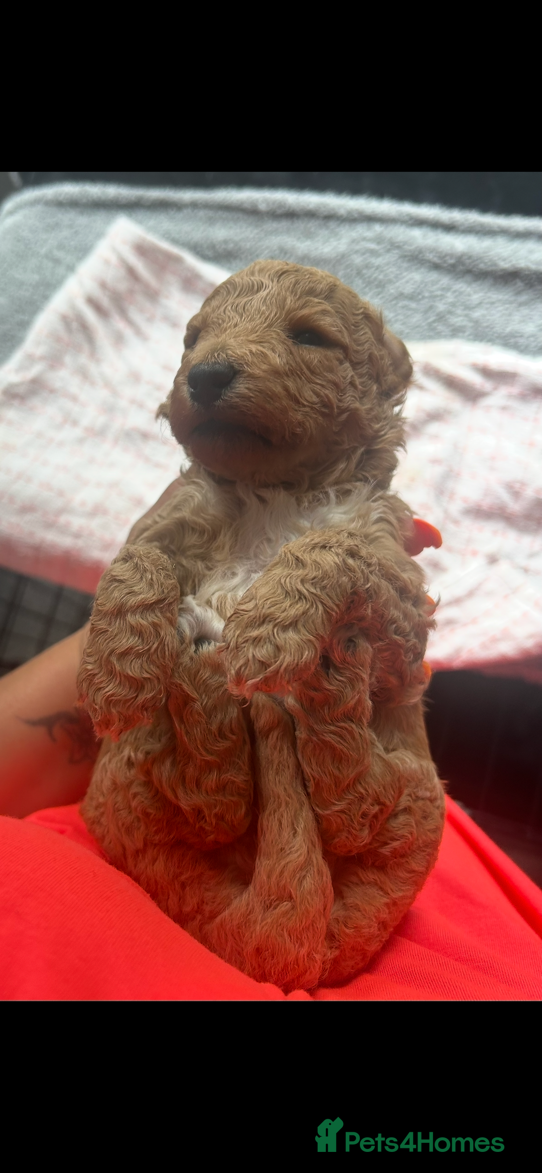 Poochon dogs for sale: Gorgeous litter of F1BB Poochons  - Image 18