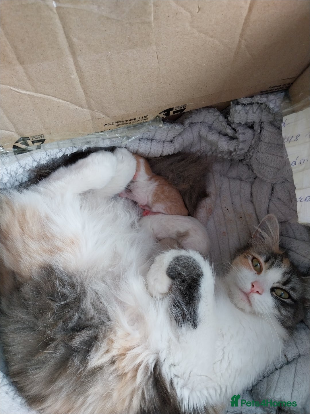 Mixed Breed cats for sale: Lovely kittens looking for homes! - Image 10