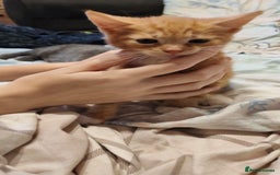 Mixed Breed cats for sale: Beautiful ginger kitten for sale. - Image 3