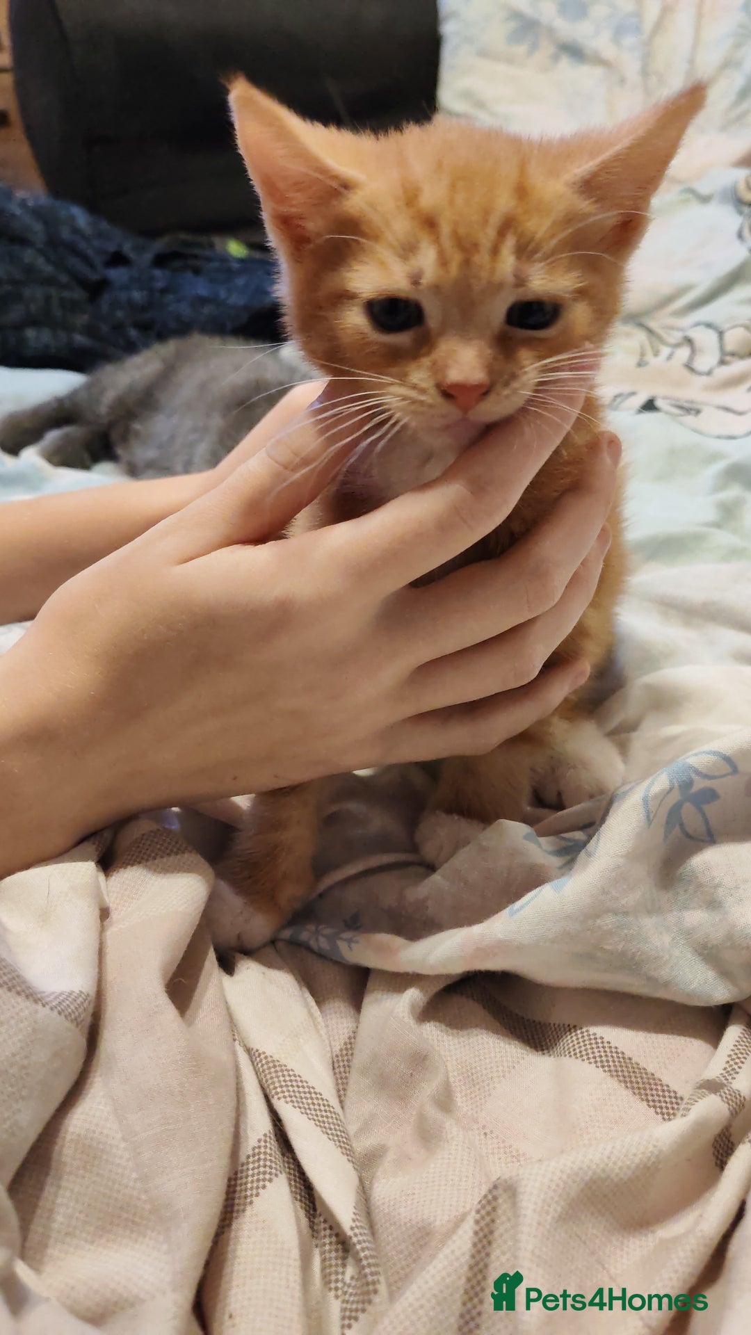 Mixed Breed cats for sale: Beautiful ginger kitten for sale. - Image 3