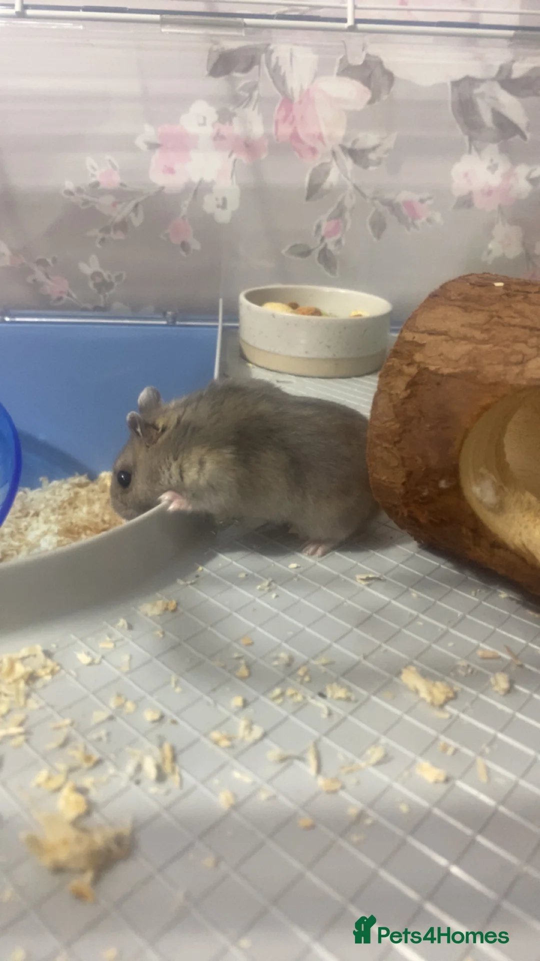 Hamster rodents for sale: male dwarf hamster  - Advert 2