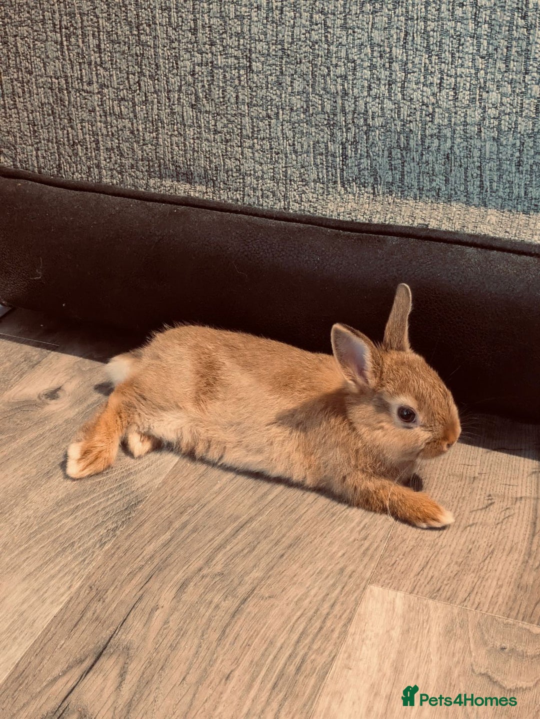 Netherland Dwarf rabbits for sale: Netherland Dwarf Rabbit with full set up - Advert 4