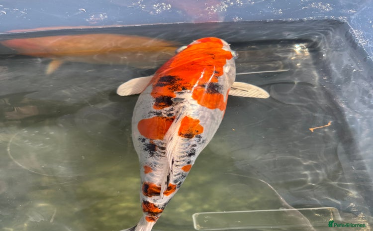 Koi Carp fish - Advert 3