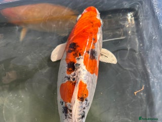 Koi Carp fish - Advert 2