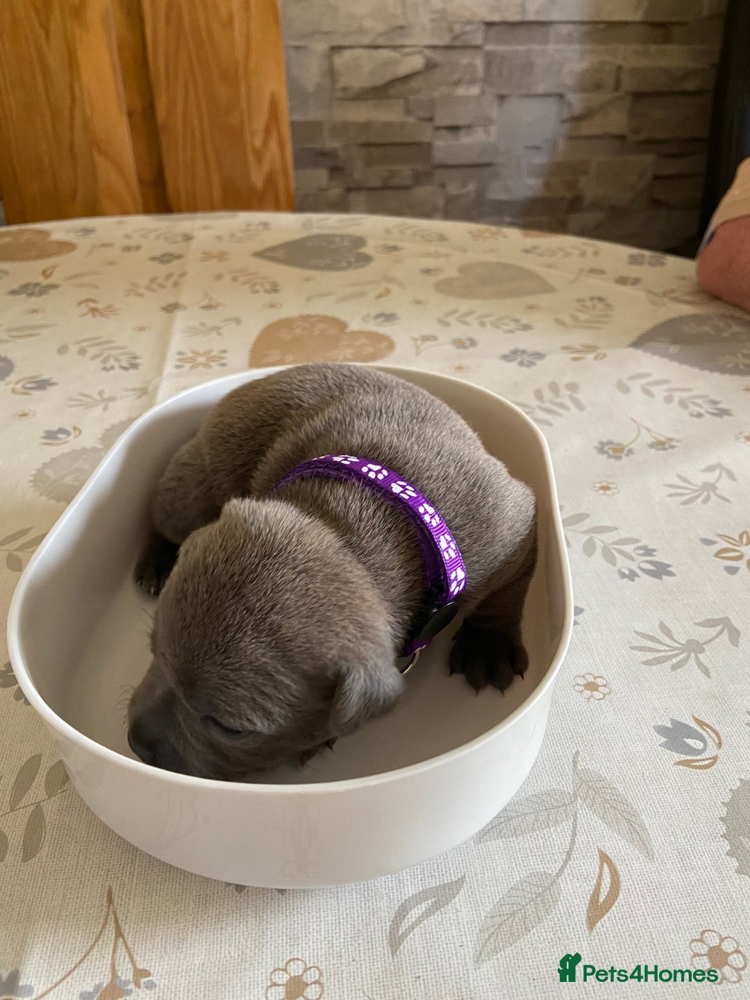 Staffordshire Bull Terrier dogs for sale: solid blues - Image 5
