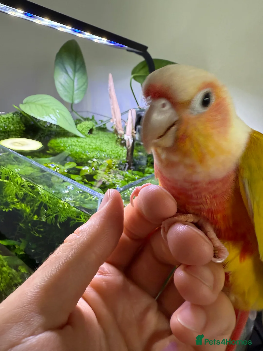 Conures birds for sale:   Pineapple Green-cheek Conure for Rehoming  - Advert 5