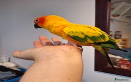 Conures birds for sale: 2 year old Sun Conure for sale. - Image 2