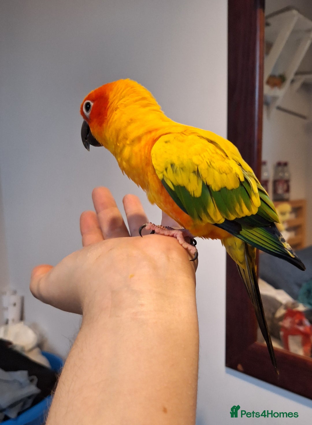 Conures birds for sale: 2 year old Sun Conure for sale. - Image 2