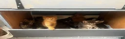 Maine Coon cats for sale: Maincoone x Norwegian forest kittens - Advert 3