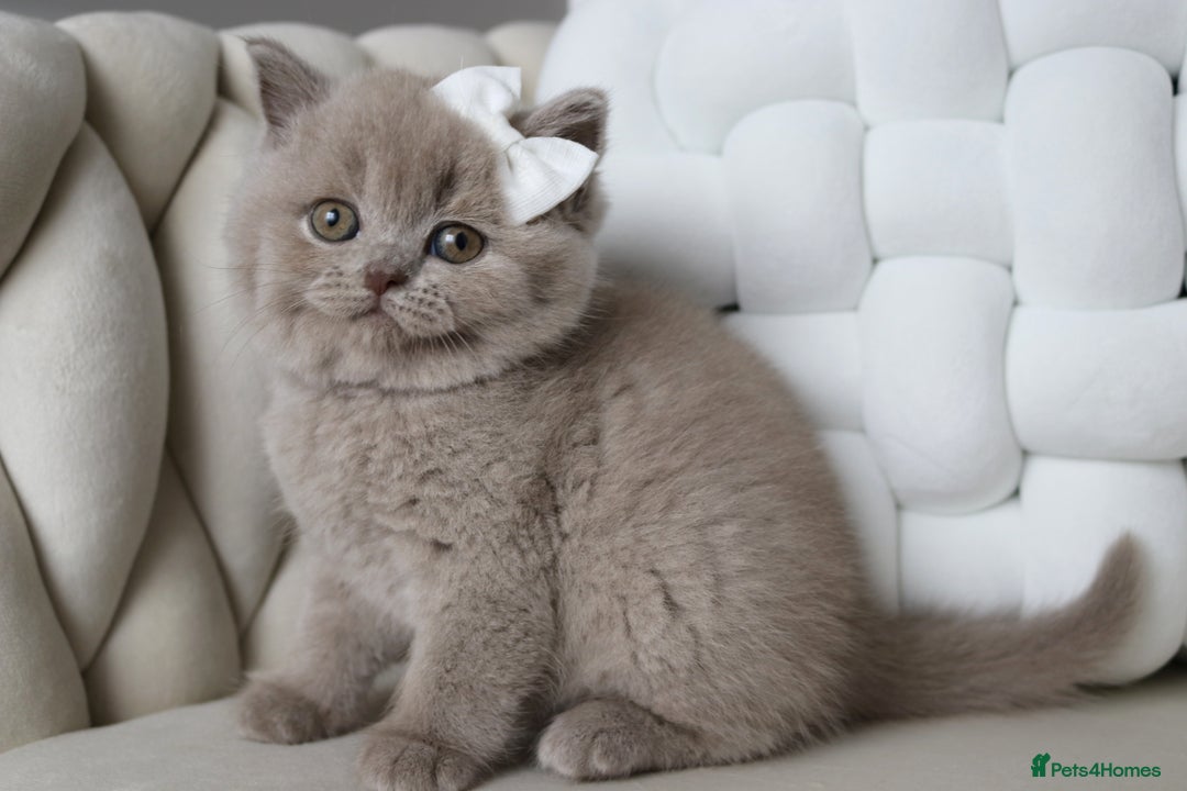 British Shorthair cats for sale: ❤️ Beautiful British Shorthair ❤️ - Image 18