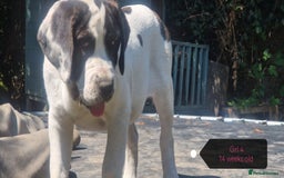 Central Asian Shepherd dogs for sale: Beautiful Alabai Mastiff puppies  in Pulborough - Image 13