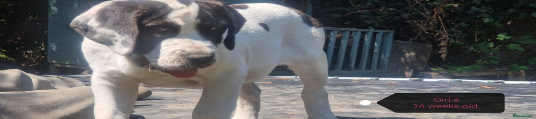 Central Asian Shepherd Puppy 4