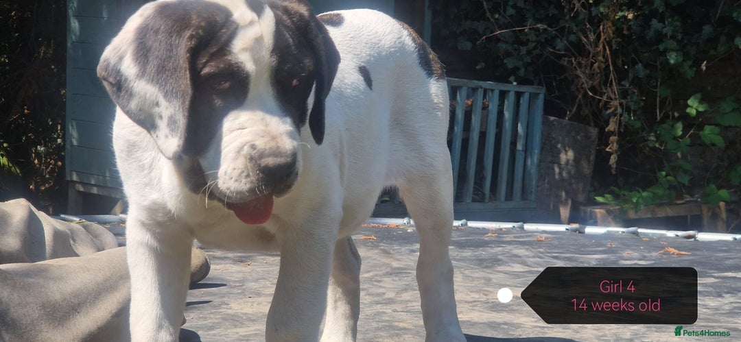 Central Asian Shepherd dogs for sale: Beautiful Alabai Mastiff puppies  in Pulborough - Image 13