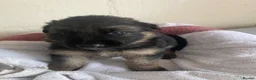 German Shepherd dogs for sale: German Shepherd puppies – Kennel Club registered - Advert 15