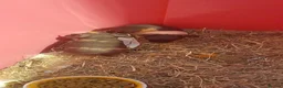 Guinea Pig rodents for sale:   skinny pigs - Advert 14