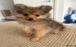 Pomeranian dogs for sale: Pomeranian puppy - Image 4