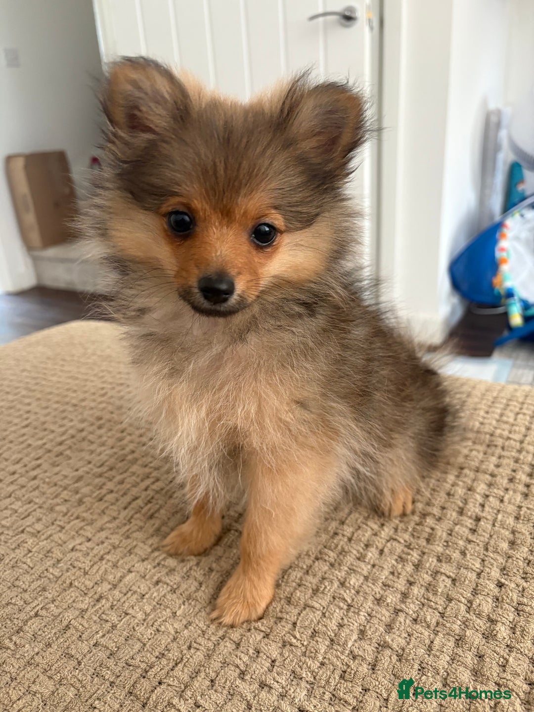Pomeranian dogs for sale: Pomeranian puppy - Image 4