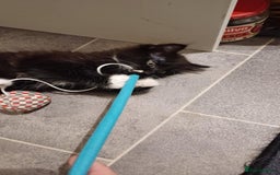 Mixed Breed cats for sale: Black and white adorable and very friendly kitten  in Newton Abbot - Image 8