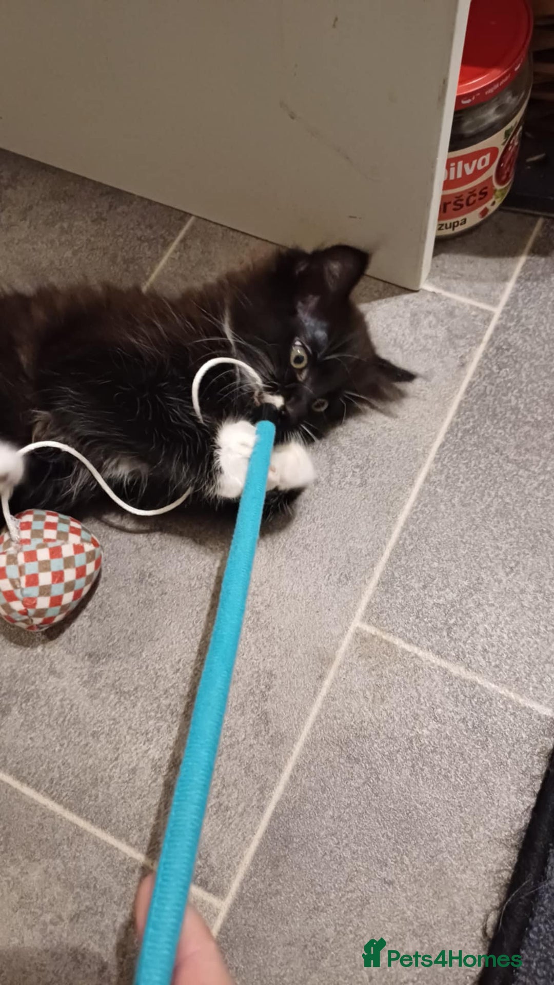 Mixed Breed cats for sale: Black and white adorable and very friendly kitten  in Newton Abbot - Image 8
