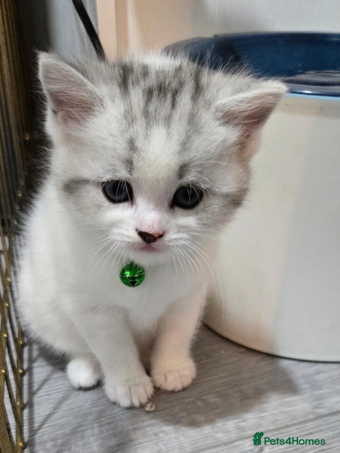 Brazilian Shorthair cats for sale: British shorthair x Persian  - Advert 18