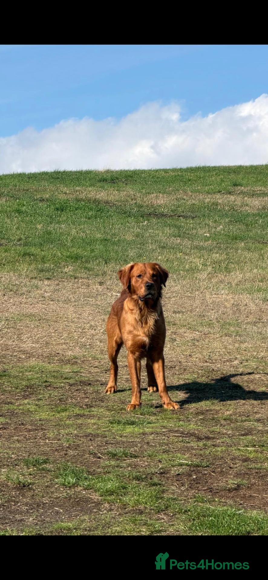 Golden Retriever dogs Kc registered dark red stud dog  - Advert 2