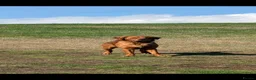 Golden Retriever dogs for stud: Kc registered dark red stud dog  - Advert 2