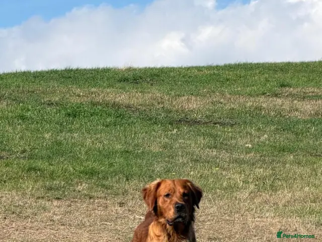 Golden Retriever dogs for stud: Kc registered proven dark red stud dog - Advert 2
