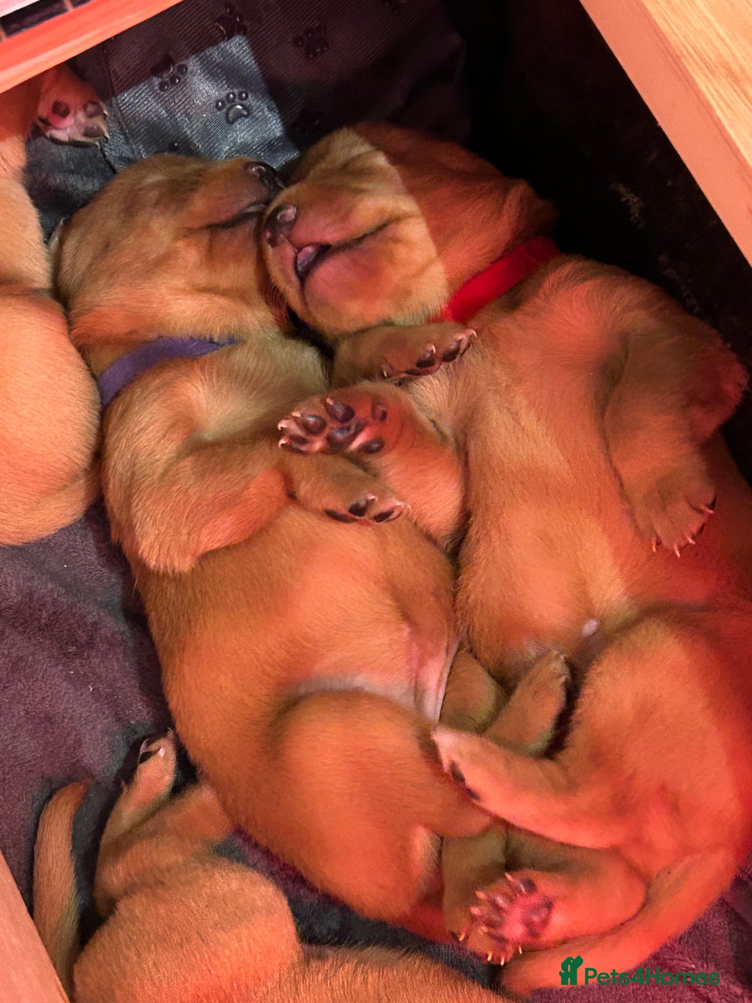 Labrador Retriever dogs for sale: Fox red labrador pups Glasgow  - Advert 7