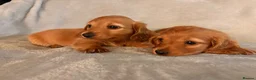 Miniature Dachshund dogs for sale: Long hair miniature dachshunds - Advert 2